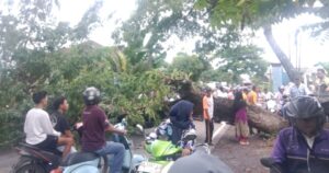 kemacetan akibat pohon tumbang di jalan desa songkak kecamatan sakra